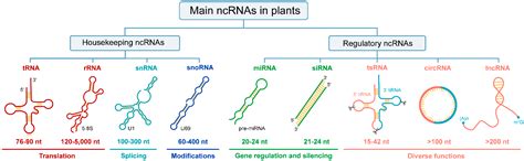 Ijms Free Full Text Biogenesis Functions Interactions And Resources Of Non Coding Rnas In