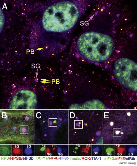 Stress Granules Current Biology