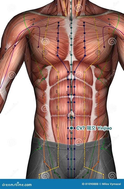 Acupuncture Point CV7 Yinjiao 3D Illustration Stock Illustration