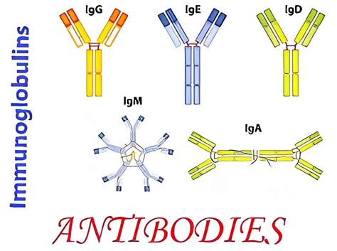 IgG Vs IgM: Understanding Antibodies in the Immune System - 2023