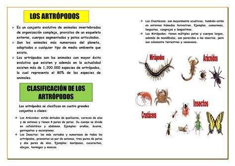 Los artropodoss artrópodos para niños Es un conjunto evolutivo de