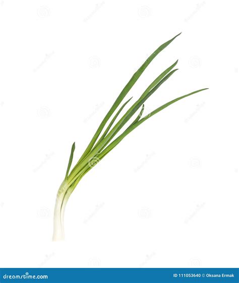 Young Green Onion Isolated stock photo. Image of green - 111053640