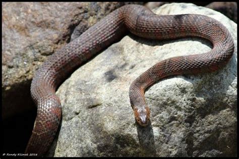 Northern Water Snake Wiki Snake Amino Amino