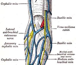 Anatomical Considerations Exam Flashcards Quizlet