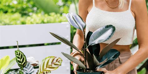 How To Care For a Ficus Plant | Plant Proper