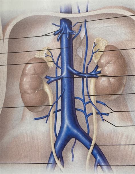 Veinous Drainage Of Abdominal Organs Diagram Quizlet