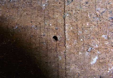 Signs of drywood termites - Termite Web