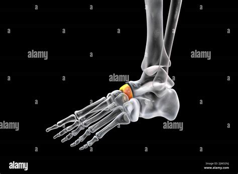 Navicular bone of the foot, illustration Stock Photo - Alamy