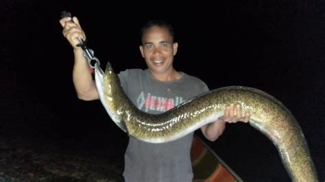 Berburu Sidat Mahseer Malam Hari Youtube