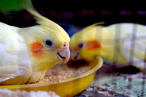 Can Cockatiels Eat Banana 6 Things To Learn Dr Cockatiel