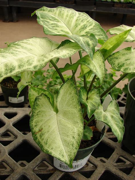 Syngonium Planter Et Cultiver Ooreka