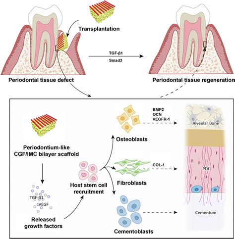 Frontiers Stem Cell Homing In Periodontal Tissue Regeneration