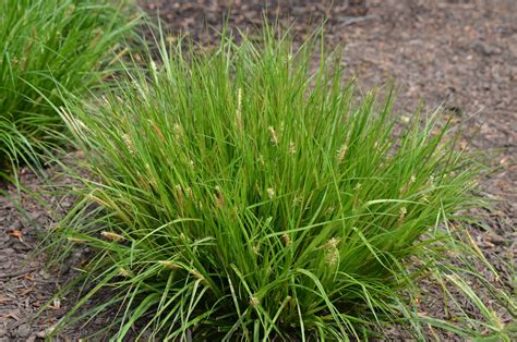 Mt Cuba Center Carex Planispicata Flat Spiked Sedge Mt Cuba Center