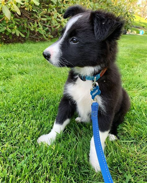 Floppy Ear Club Collie Border Collie Floppy Ears