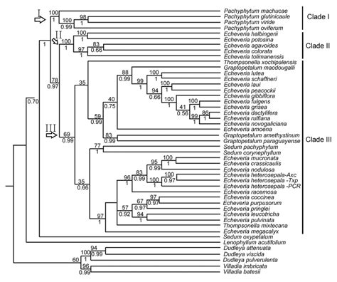 Fifty Percent Majority Rule Consensus Bayesian Tree Based On Nuclear