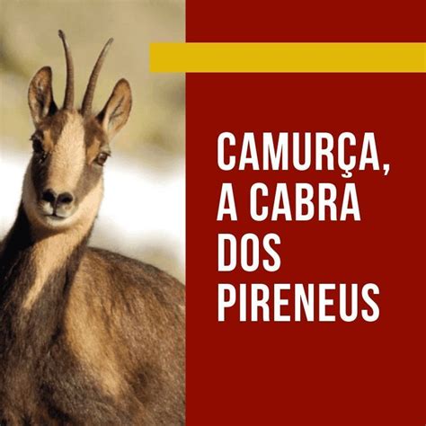 Camur A Conhe A A Cabra Dos Pireneus A Camur A Ou Cabra Montesa Um