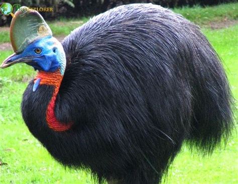 Top 34 Flightless Birds Of All Times You Need To Know