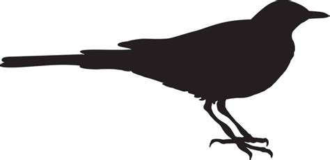 Wagtail Png Vector Psd And Clipart With Transparent Background For