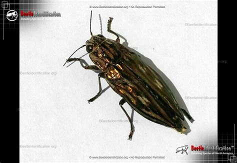 Southern Sculptured Pine Borer Beetle