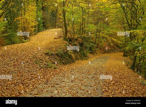 Herbstwald Hi Res Stock Photography And Images Alamy