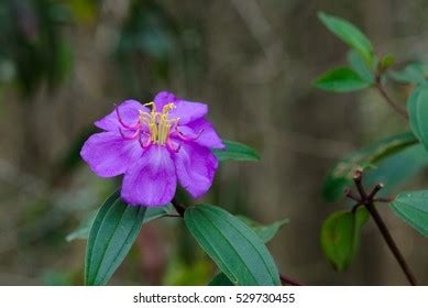 Genus Tibouchina Images Stock Photos Vectors Shutterstock