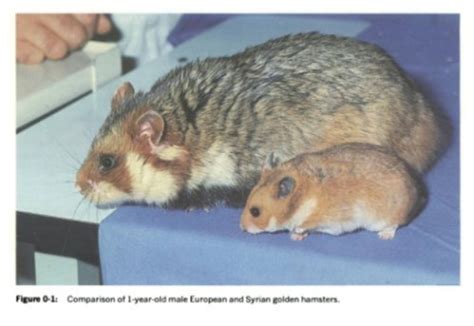 of a European Hamster next to a Syrian (pet) Hamster. : r/AbsoluteUnits