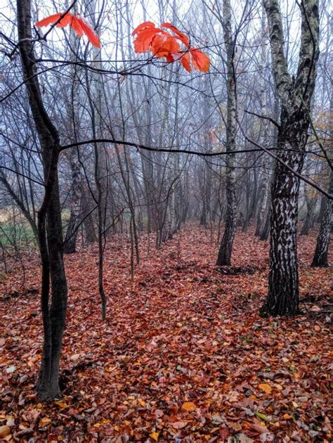 Jlez Poland NATURA 780 050 Birches Forest Autumn In Poland Brzozy