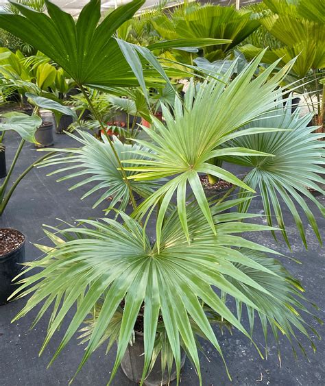 Livistona Rotundifolia Roundleaf Fan Palm Is A Magnificent Ornamental