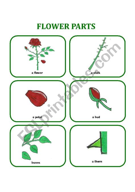 FLOWER PARTS ESL Worksheet By Monika 79