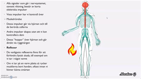 Nervceller Och Nervsystemet Youtube