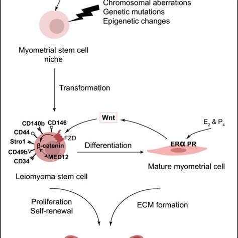 Proposed Stem Cell Concept For The Development Of Endometriosis