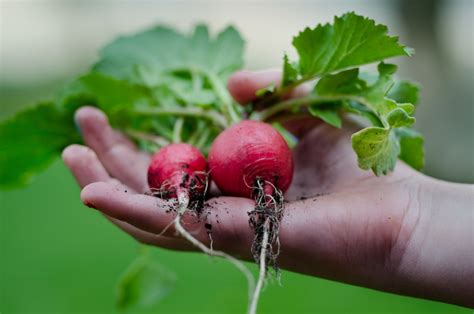 Cómo Cultivar Rábano Orgánico en tu Casa Vía Orgánica