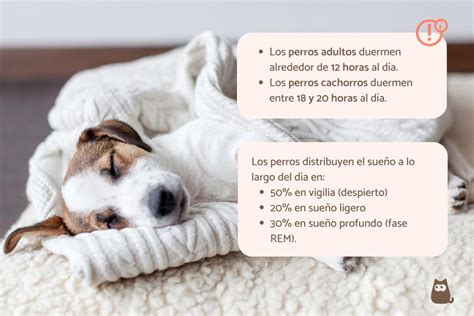 Cuantas Horas Al Dia Duerme Un Cachorro De Meses