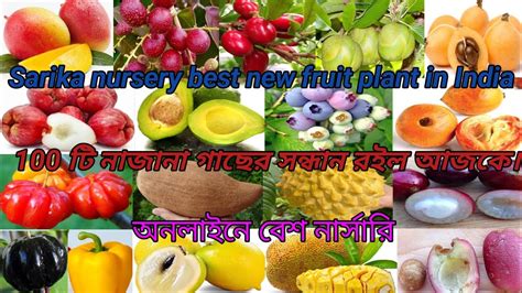 Sarika Nursery Best New Fruit Plant Nursery In India 100 টি নাজানা