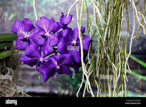 Blue And Purple Orchids