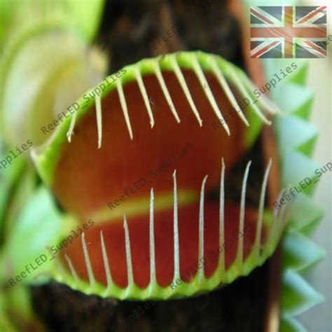 Swansgreen For Venus Fly Trap Flytrap Dionaea Muscipula Carnivorous