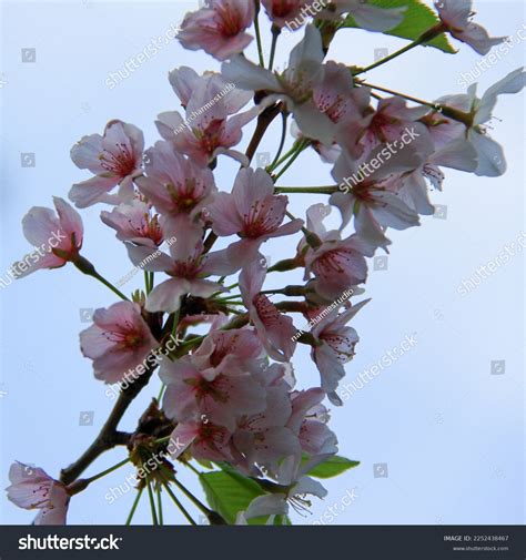 Pink Cherry Blossom Background Wallpaper Stock Photo 2252438467 | Shutterstock