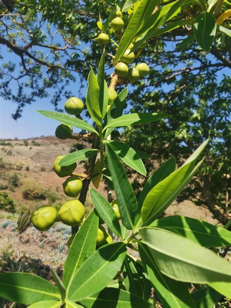 Euphorbia tanquahuete from 47916 Los Guayabos Jal México on July 16