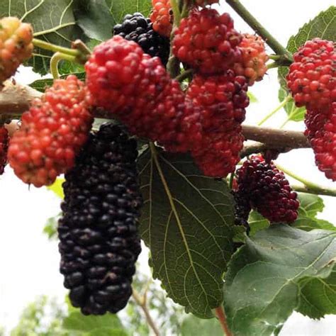 Morus nigra (Black mulberry) - position, watering, fertilization, pruning