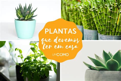 Plantas Que Devemos Ter Em Casa E Seus Benef Cios