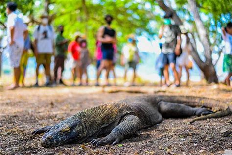 Foto Kenapa Biaya Konservasi Taman Nasional Komodo Capai Rp 5 8 Juta