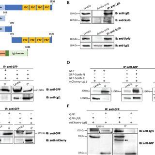 Lgl And Scrib Interact Through Scrib Lrr Domain A A Schematic