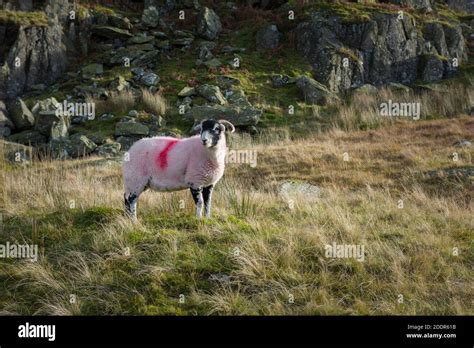 Swaledale Sheep Hi Res Stock Photography And Images Alamy