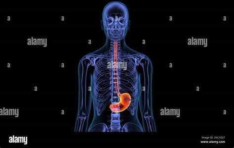 Human Stomach Anatomy 3d Illustration Stock Photo Alamy