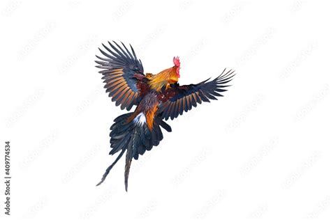 Red Jungle Fowl Flying Isolated On White Background Stock Photo Adobe