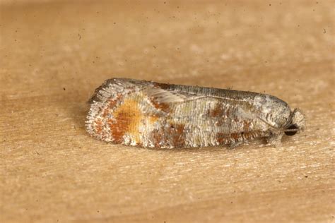 Pitch Pine Tip Moth From Huckleberry Tr Patuxent Rr Md Usa On April 23