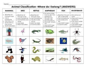 Mammals Reptiles Amphibians Differences - Pets Lovers