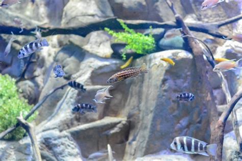 Imagen De Peces Bajo El Agua En El Acuario Del Tanque De Agua Foto