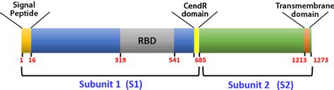 Recombinant Spike Protein COVID 19 RayBiotech