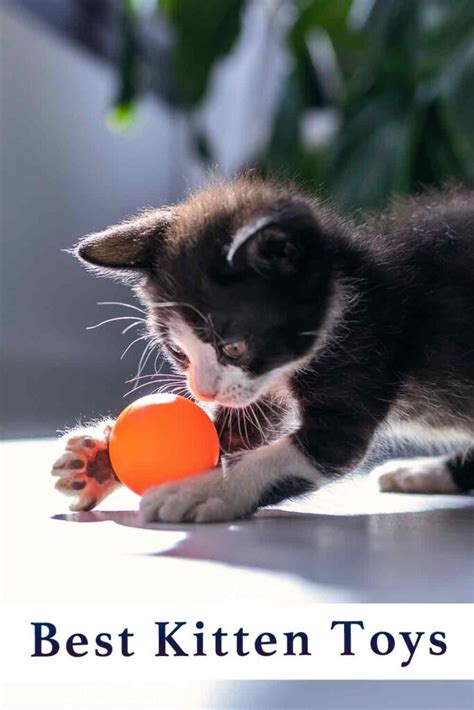 Best Kitten Toys For 2020 - Top 10 Toys Chosen By A Kitten